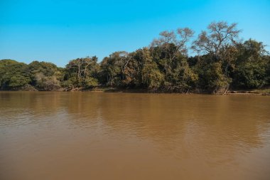 Nehir manzarası ve orman, Pantanal, Brezilya