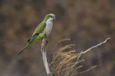 Muhabbet kuşu üzerinde ağaç, La Pampa, Patagonia, Arjantin