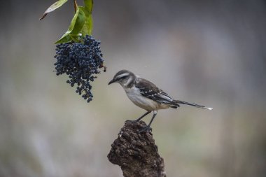 Beyaz Mockingbird dal, Patagonia, Arjantin bantlı. 