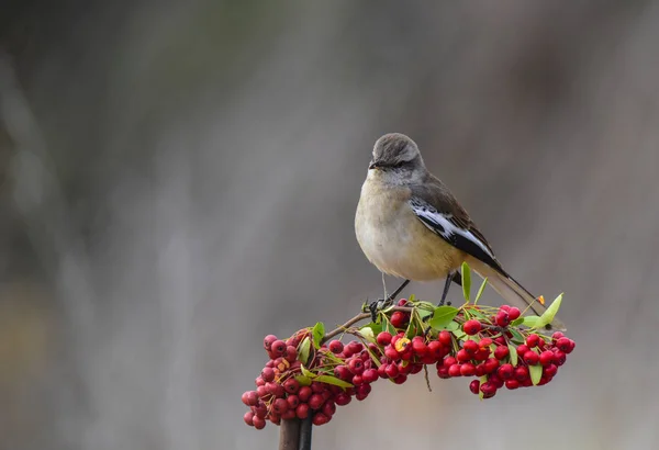 Patagônia Mockingbird Patagônia Argentina — Fotografia de Stock