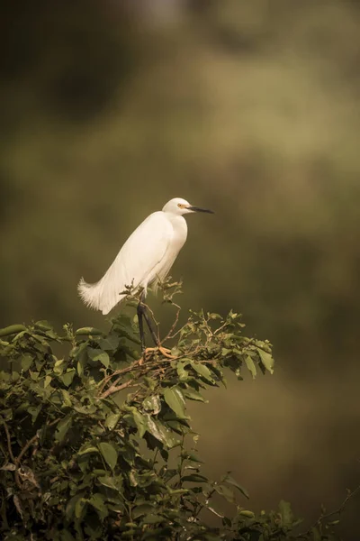 Beyaz Balıkçıl Bitki Örtüsüne Tünemiş Pantanal Brezilya — Stok fotoğraf