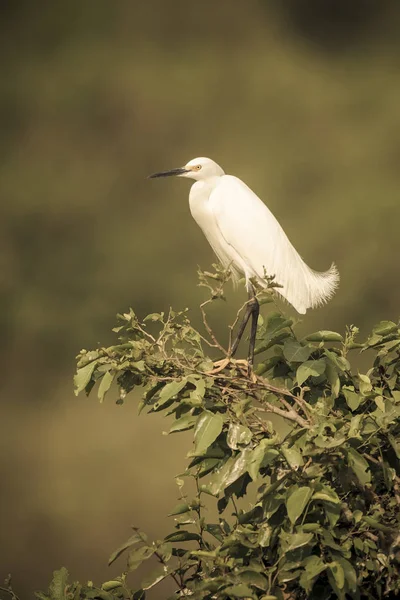 Белая Цапля Посаженная Растительность Пантанал Бразилия — стоковое фото