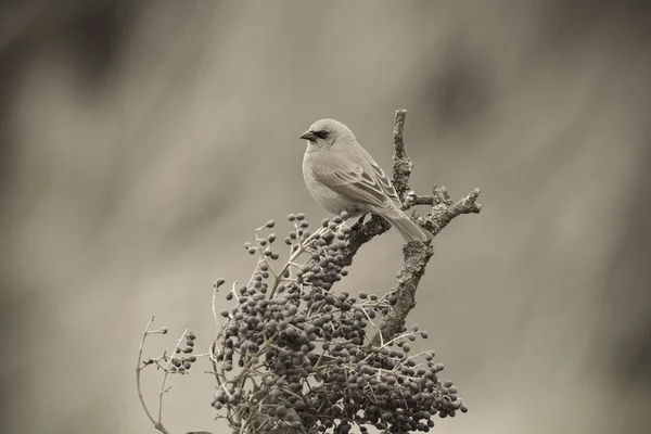 Cowbird Sentado Árvore — Fotografia de Stock