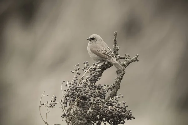 Vacher Assis Sur Arbre — Photo