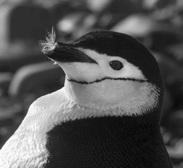 Pinguim Chinstrap Antártida — Fotografia de Stock