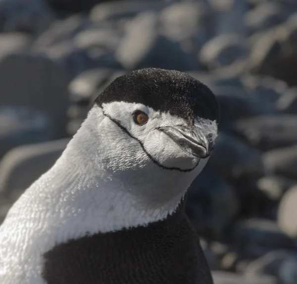 Pinguim Chinstrap Antártida — Fotografia de Stock