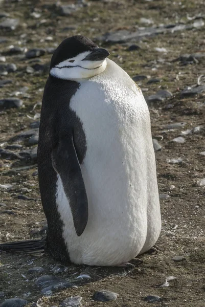 南極におけるヒゲペンギン — ストック写真