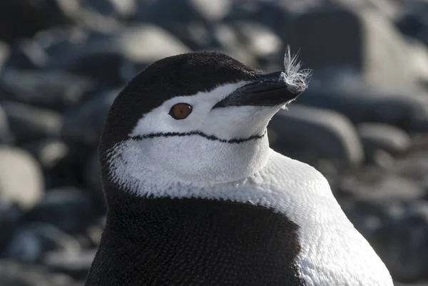 Pinguim Chinstrap Antártida — Fotografia de Stock