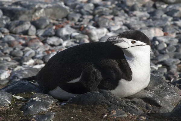 Pinguino Chinstrap Antartide — Foto Stock