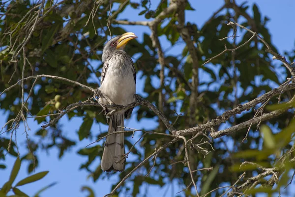 Hornbill Faturado Amarelo Sul Árvore — Fotografia de Stock