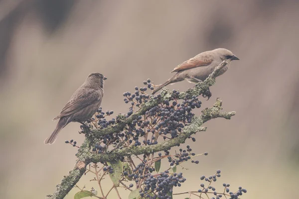 Jejich Ptáci Sedící Stromě — Stock fotografie