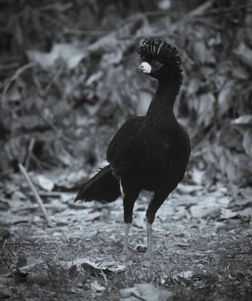 Голый Сталкиваются Curassow Джунглях Окружающей Среды Pantanal Бразилии — стоковое фото