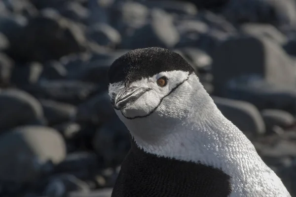 Pinguino Chinstrap Antartide — Foto Stock