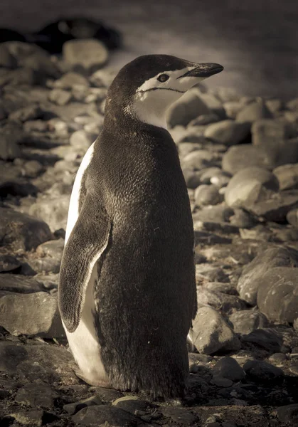 南極におけるヒゲペンギン — ストック写真