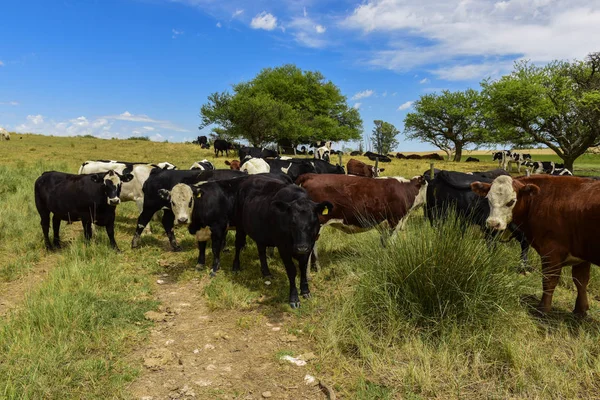 パンパ パタゴニア アルゼンチンの牛 — ストック写真