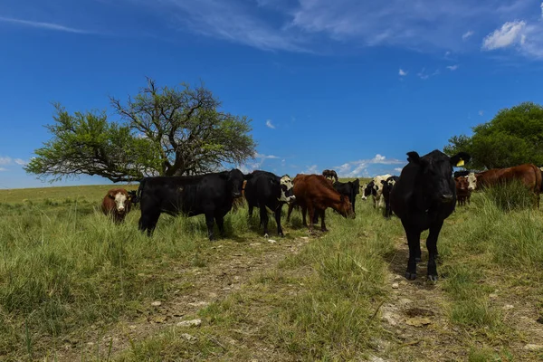 Krowy Wsi Pampas Patagonia Argentyna — Zdjęcie stockowe