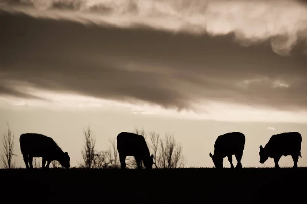 Krowy Wsi Pampas Patagonia Argentyna — Zdjęcie stockowe