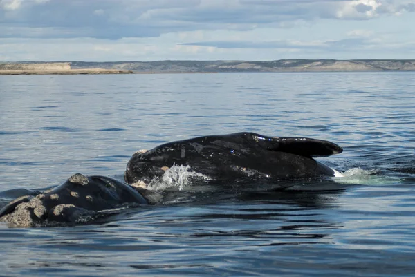 Baleine Noire Australe Patagonie Argentine — Photo