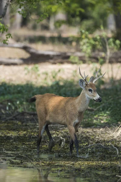 Cervo Pântano Pantanal Brasil — Fotografia de Stock