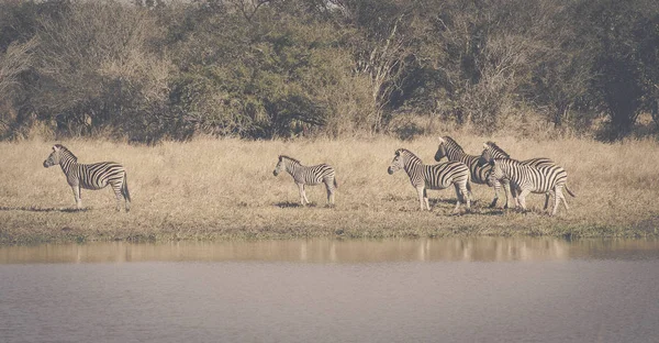 Rebanho Zebras Savannah Africano — Fotografia de Stock