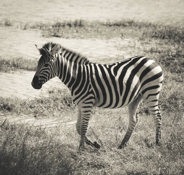 Cebra Común Sabana Africana — Foto de Stock