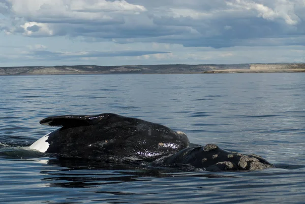 Baleine Noire Australe Patagonie Argentine — Photo