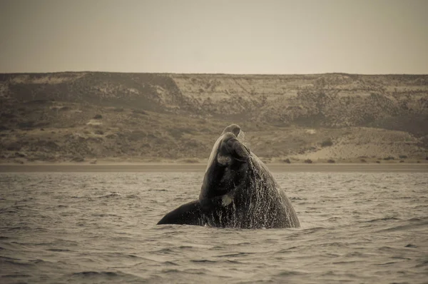 Baleine Noire Australe Patagonie Argentine — Photo