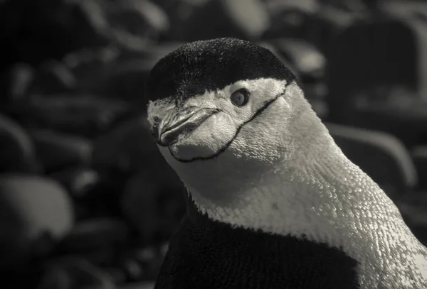 Pinguim Chinstrap Antártida — Fotografia de Stock