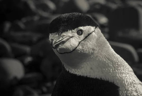 Pinguino Chinstrap Antartide — Foto Stock