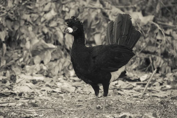 Bare Faced Curassow Ambiente Giungla Pantanal Brasile — Foto Stock