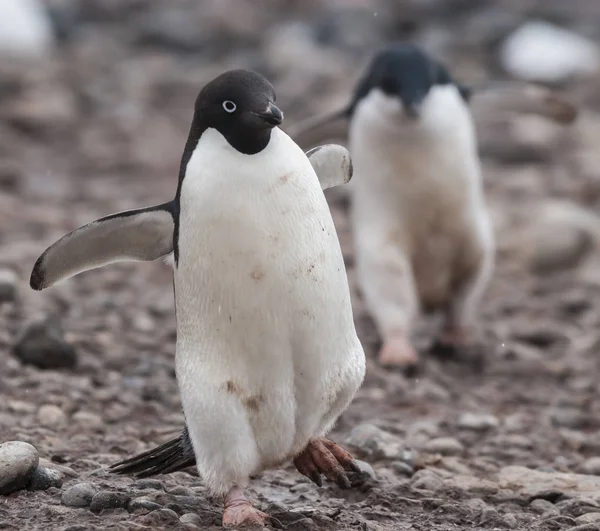 Pinguins Adelie Ilha Paulet Antártida — Fotografia de Stock