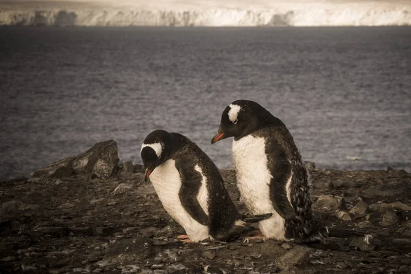Пингвины Пляже Антарктиды — стоковое фото