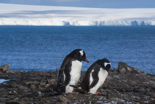 Gentoo Penguins Playa Antártida —  Fotos de Stock