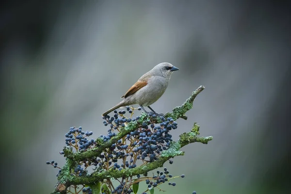 Cowbird Sitting Tree — Stock Photo, Image