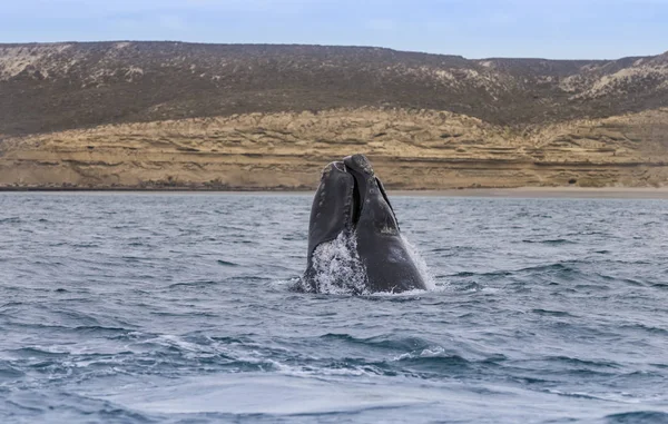 Baleine Noire Australe Patagonie Argentine — Photo