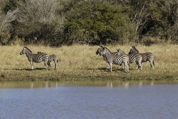 Zebralar Afrika Savannah Sürüsü — Stok fotoğraf