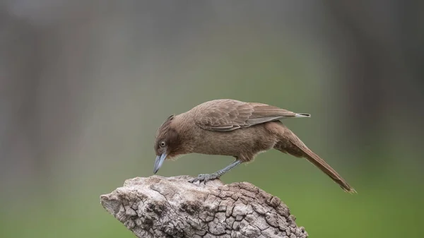 Bruin Cacholote Vogel Pampas Regio Argentinië — Stockfoto