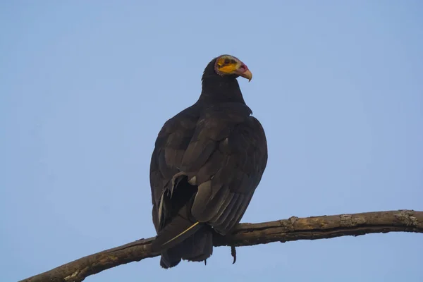 Kleine Gele Kop Vulture Zittend Boom — Stockfoto