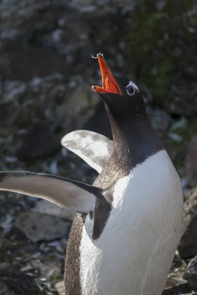 Pinguim Gentoo Praia Antártida — Fotografia de Stock