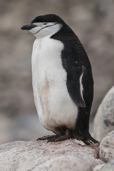 Pinguim Chinstrap Antártida — Fotografia de Stock