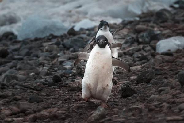 Pingüinos Adelie Isla Paulet Antártida —  Fotos de Stock