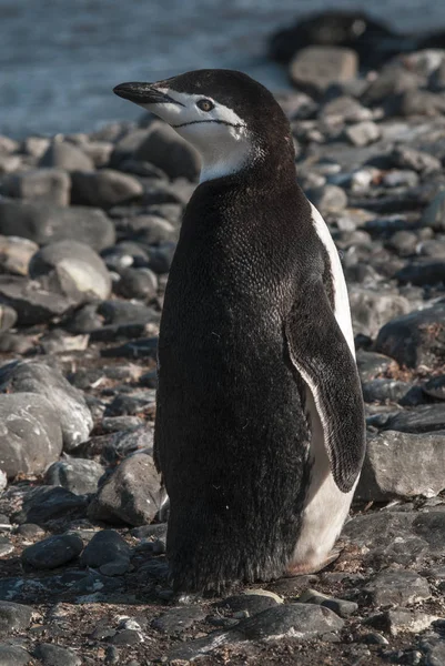 Pingouin Chinstrap Antarctique — Photo