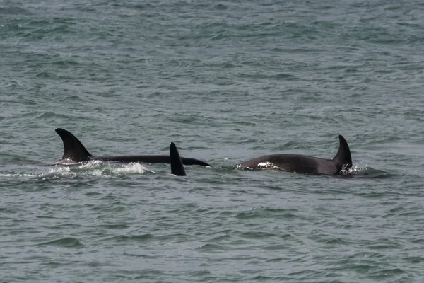 Orcas Caça Patagônia Argentina — Fotografia de Stock