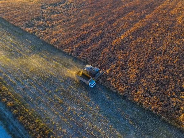 Sorghum Harvest Pampa Argentina — Stock Photo, Image