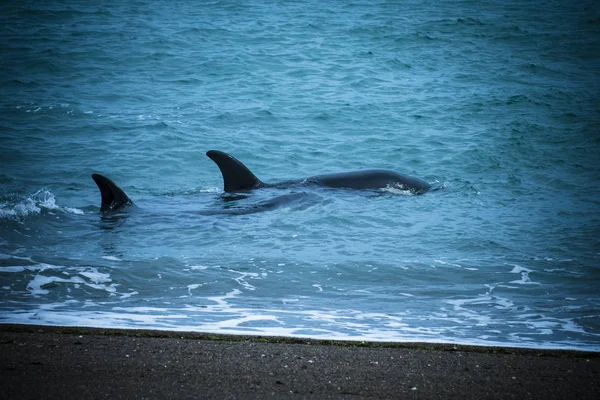 Orcas hunting, Patagonia , Argentina