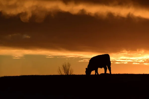Cow Utfodring Mot Solnedgången Pampas Argentina — Stockfoto