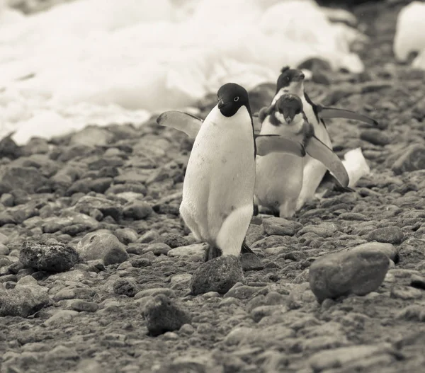 Pinguins Adelie Ilha Paulet Antártida — Fotografia de Stock