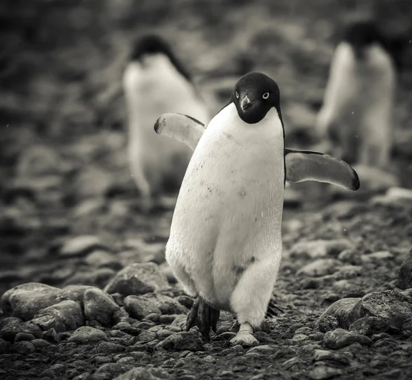 Adelie Pinguine Auf Paulet Island Antarktis — Stockfoto