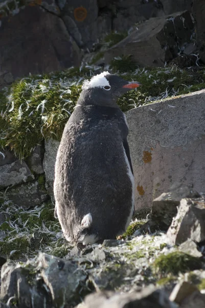 Antarktika Nın Plajda Gentoo Pengueni — Stok fotoğraf