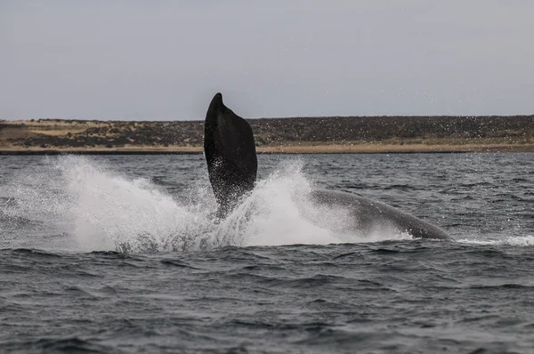 Baleine Sautant Péninsule Valdes Patagonie Argentine — Photo